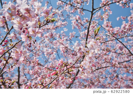 桜 桜 62922580