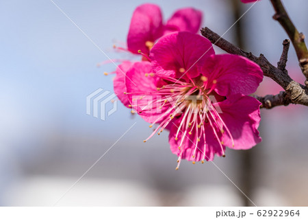 益岡公園（白石城）に咲く梅の花　宮城県白石市 62922964