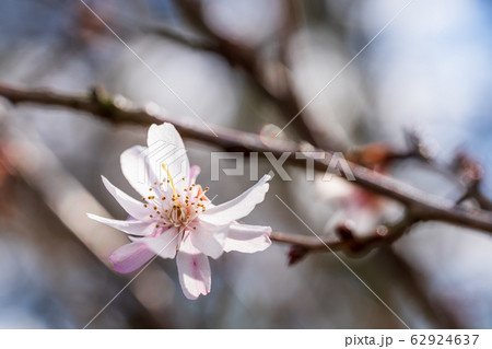 益岡公園（白石城）に咲くジュウガツザクラ　宮城県白石市 62924637