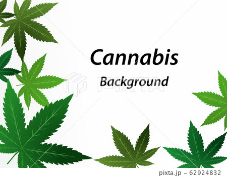 Green cannabis leaves white background. Vector 62924832