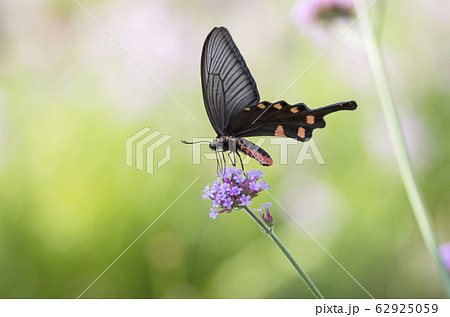 ジャコウアゲハ ジャコウアゲハ 62925059