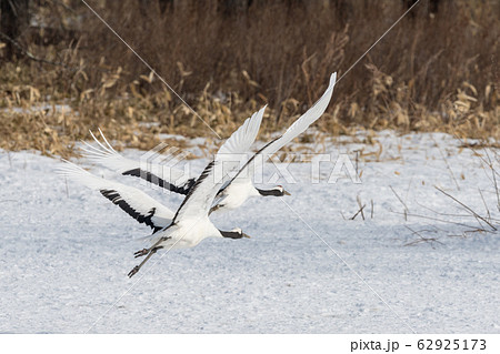 丹頂鶴・飛行 丹頂鶴・飛行 62925173