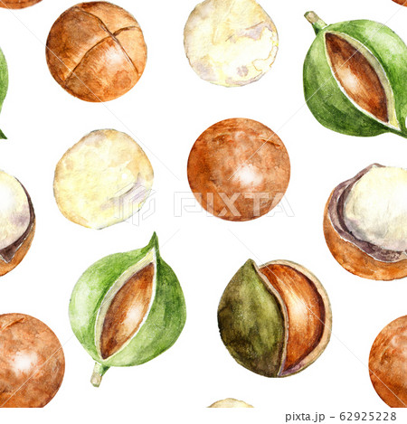 Watercolor pattern with macadamia nuts 62925228