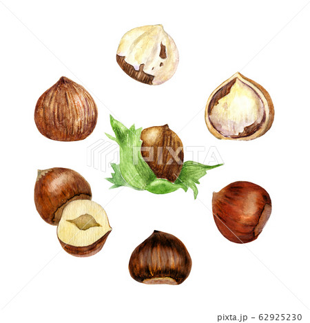 Watercolor hazelnuts collection 62925230