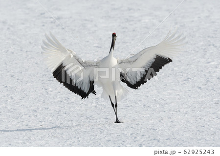 丹頂鶴・着地 62925243