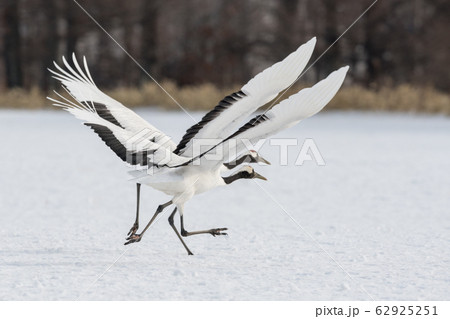 丹頂鶴・助走 丹頂鶴・助走 62925251