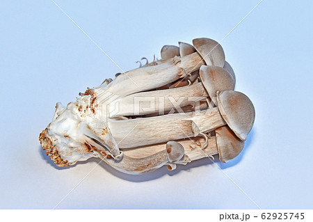 ハタケシメジ(丹波しめじ) ハタケシメジ(丹波しめじ) 62925745