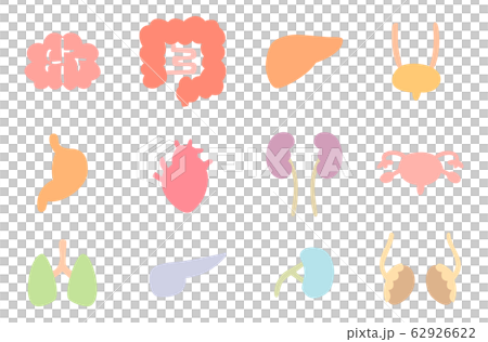 Organ internal organs icon 62926622