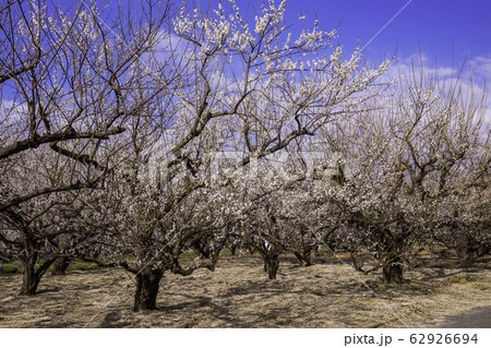 （神奈川県）曽我別所梅林 62926694