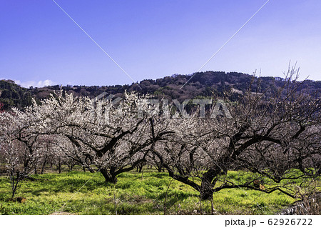 （神奈川県）曽我別所梅林 62926722