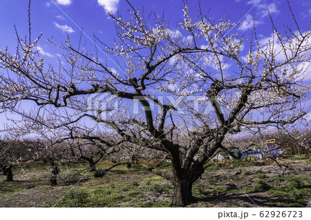（神奈川県）曽我別所梅林 62926723