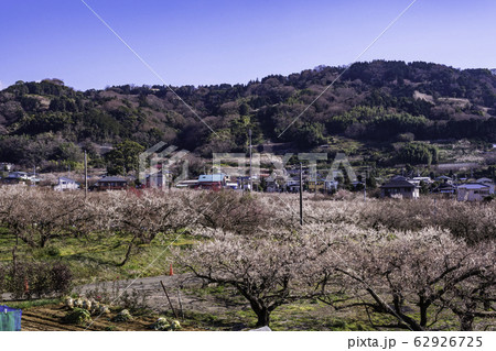 （神奈川県）曽我別所梅林 62926725