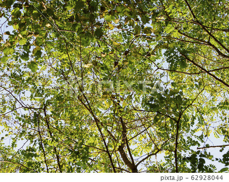 葉の生い茂ったイヌエンジュ 62928044