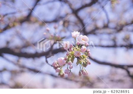 五部咲き 快晴の青空と美しい桜の花の写真 62928691