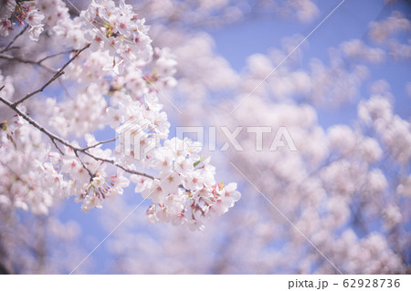 ボケ感の美しい満開の桜の花と青空 ボケ感の美しい満開の桜の花と青空 62928736
