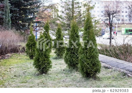 Thuja green bushes in flowerbed near building Thuja green bushes in flowerbed near building 62929383
