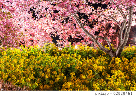 《神奈川県》河津桜ライトアップ・西平畑公園 62929461