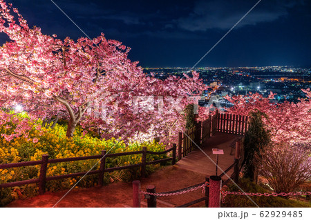 《神奈川県》河津桜ライトアップ・西平畑公園 62929485