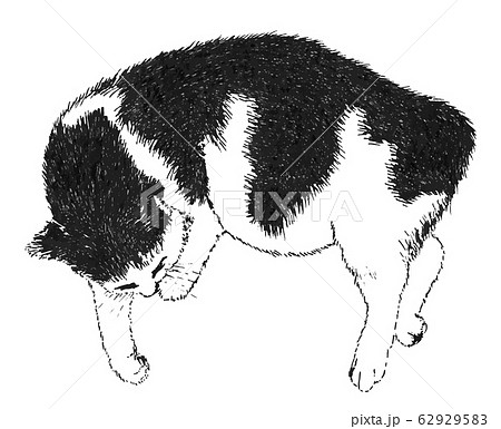 Sleeping Cat. Illustration 62929583