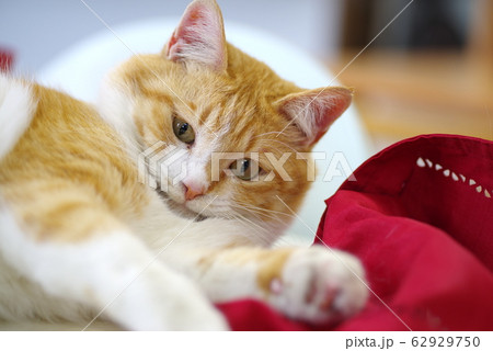 猫と暮らす 62929750