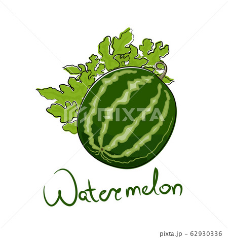 Watermelon isolated on white background 62930336