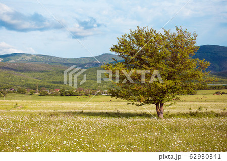 Lonely tree 62930341