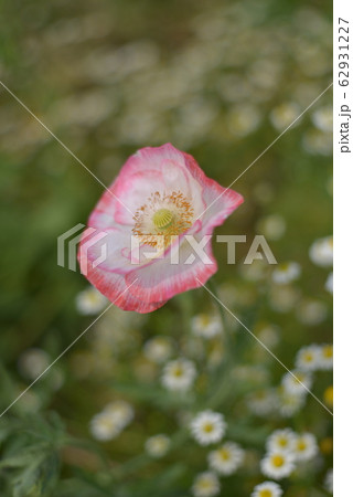 ポピー 62931227