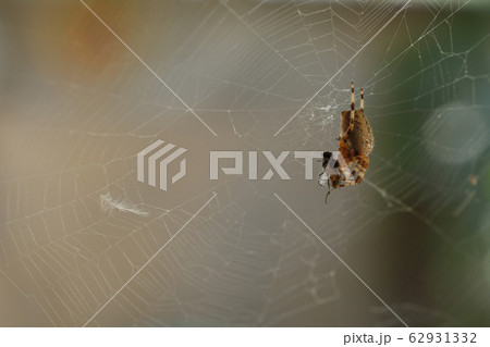 spider on a web catches a fly and wraps 62931332