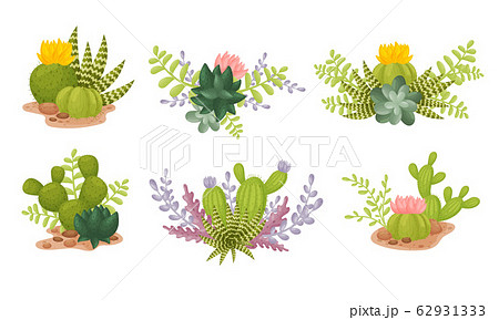 Succulents and Cactus Growing in Soil Compositions Vector Set 62931333