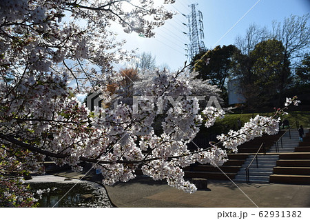 春の岸根公園 62931382