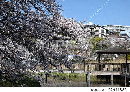 春の岸根公園 62931385