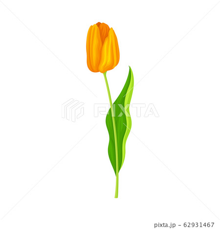 Tulip Flower Bud on Green Erect Stem Isolated on White Background Vector Illustration 62931467