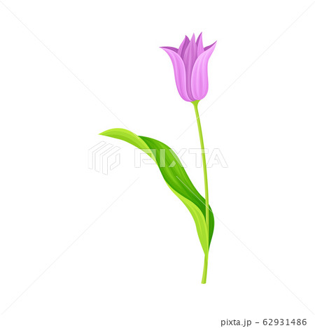 Semi-closed Purple Tulip Flower Bud on Green Erect Stem with Blade Vector Illustration 62931486