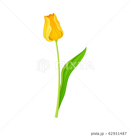 Closed Yellow Tulip Flower Bud on Green Erect Stem with Blade Vector Illustration 62931487