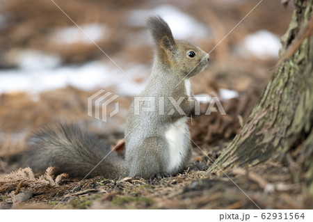 エゾリス 62931564