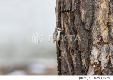 キバシリ 62931579