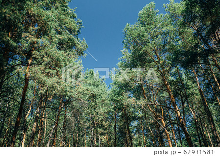 tree tops and blue sky 62931581