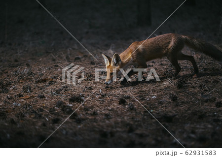 fox in woods among trees, photo with noise 62931583