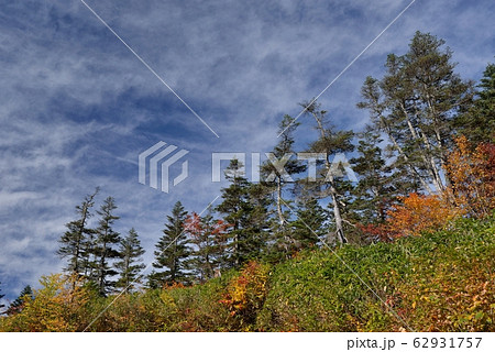 秋の栂池自然園、紅葉の中を絹雲に伸びるトドマツを撮る 秋の栂池自然園、紅葉の中を絹雲に伸びるトドマツを撮る 62931757