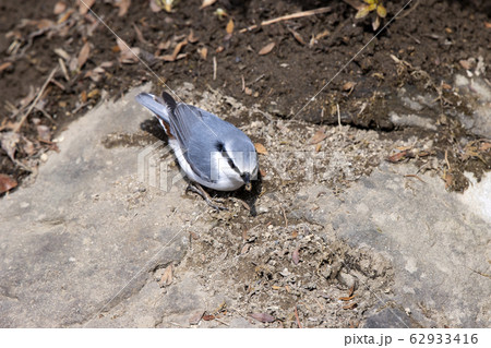 ゴジュウカラ 62933416