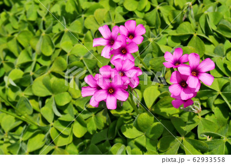 春の花、イモカタバミ【フシネハナカタバミ】 春の花、イモカタバミ【フシネハナカタバミ】 62933558