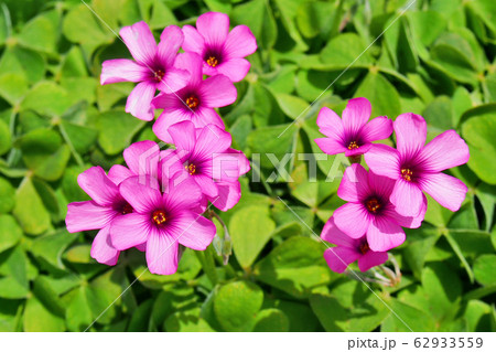 春の花、イモカタバミ【フシネハナカタバミ】 春の花、イモカタバミ【フシネハナカタバミ】 62933559