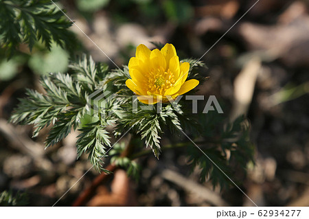 福寿草 62934277