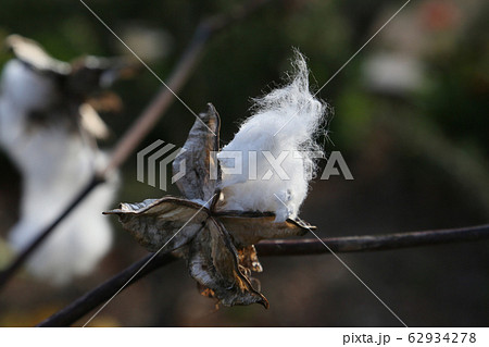 綿の花 綿の花 62934278