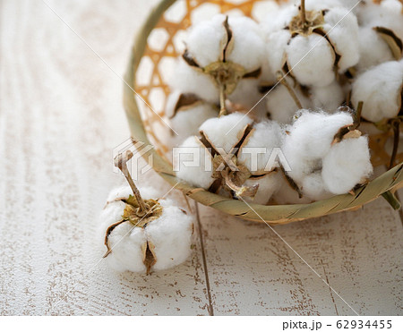 綿の花　コットンフラワー　綿 62934455