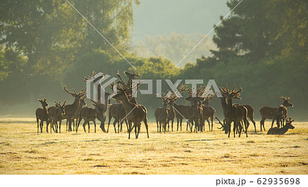 Red deer stags standing and fighting with legs on a meadow in the morning. 62935698