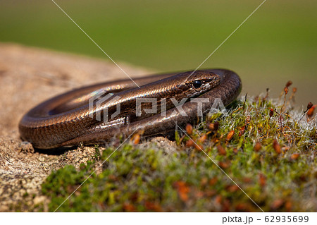Twisted European copper skink, ablepharus kitaibeli, hiding in nature Twisted European copper skink, ablepharus kitaibeli, hiding in nature 62935699