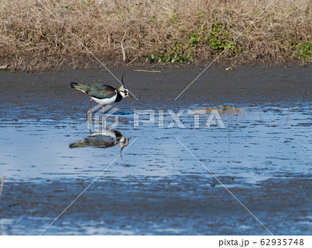 沼地のタゲリ 62935748