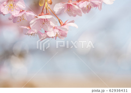桜 62936431