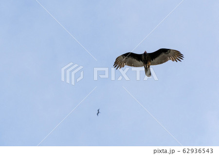 Zopilote vulture buzzard bird flying in Baja 62936543